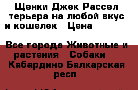 Щенки Джек Рассел терьера на любой вкус и кошелек › Цена ­ 13 000 - Все города Животные и растения » Собаки   . Кабардино-Балкарская респ.